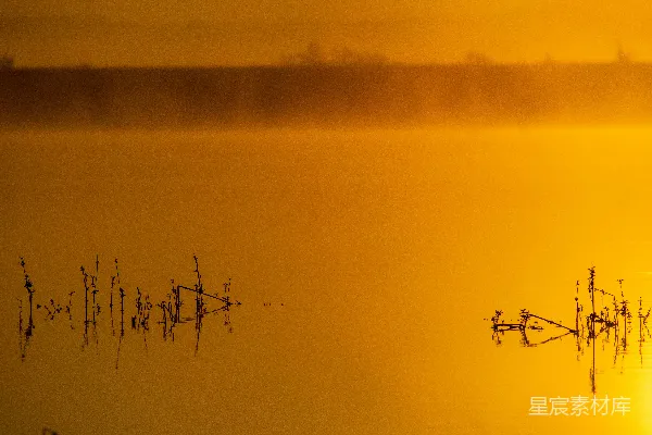 夕阳中有几棵树枝