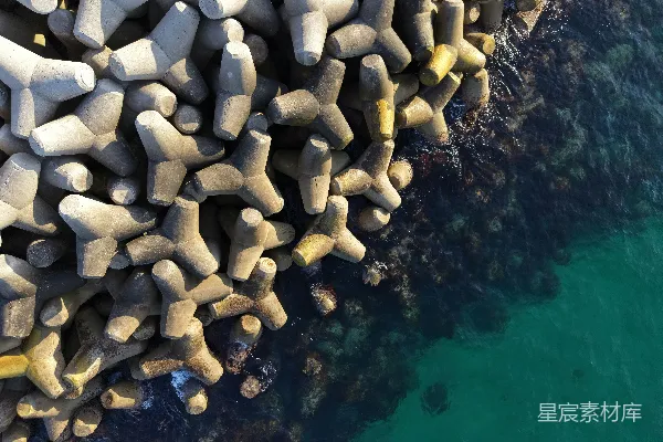 高清摄影 四足动物在岩石海岸线附近的海洋旁