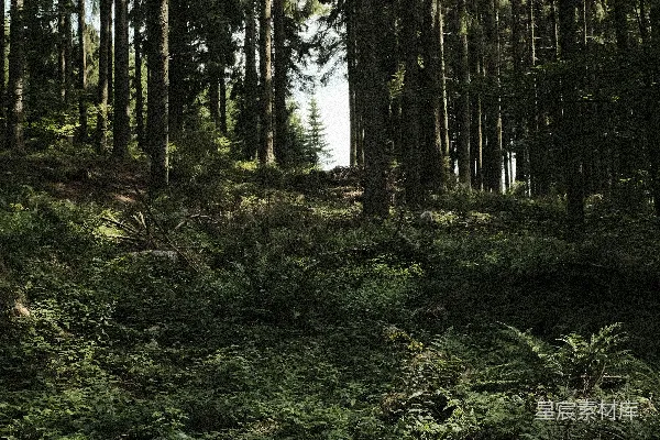 绿色的草地