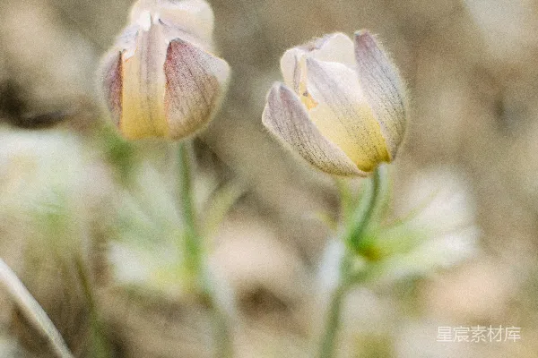 几朵生长在草地上的花
