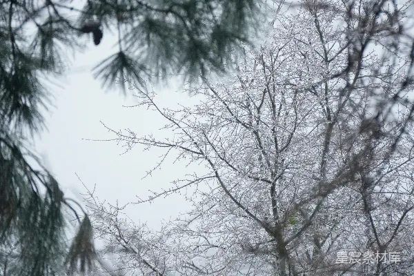 树上裸露的树枝覆满冰霜。