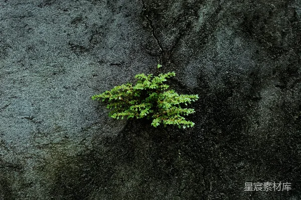 高清摄影 一棵植物从岩石墙上的裂缝中生长出来