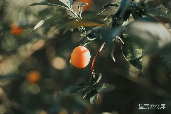 番茄的特写镜头