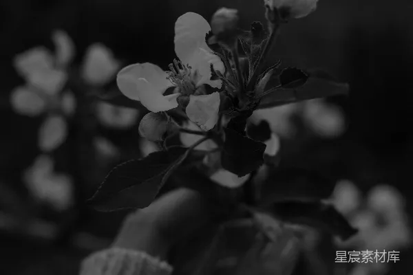黑白照片里的白花