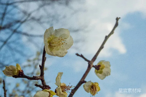 一棵枝头上缀着白色花朵， backdrop 在蔚蓝天空下