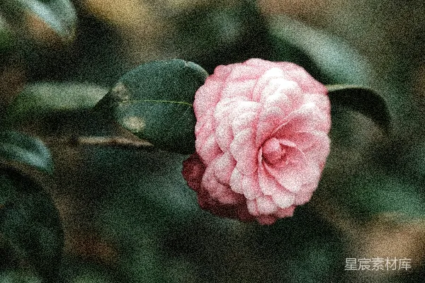 背景中一朵带绿叶的粉红花朵。