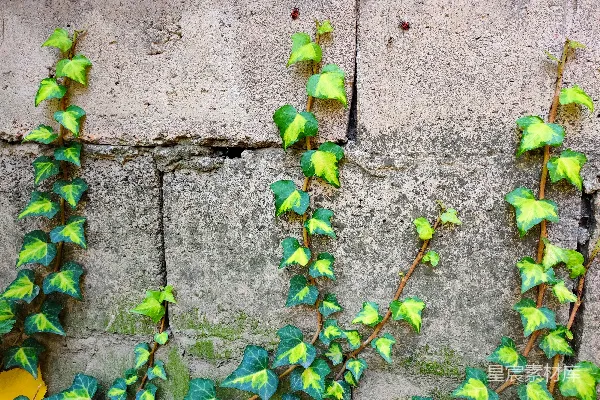 高清摄影 绿色藤蔓植物挂在灰色混凝土墙上