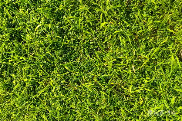 lush绿色地表纹理。