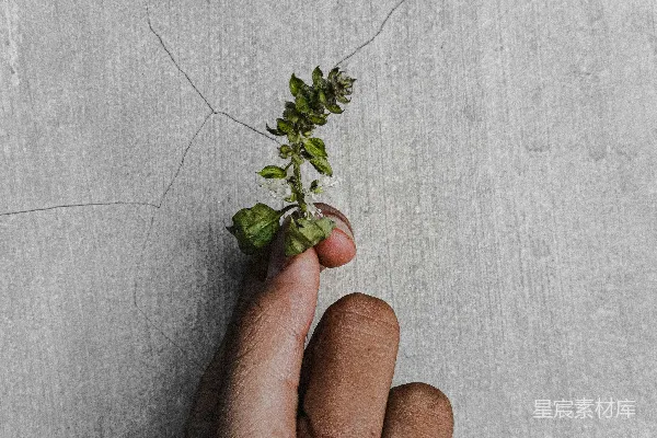一个人的手拿着一株幼小的植物