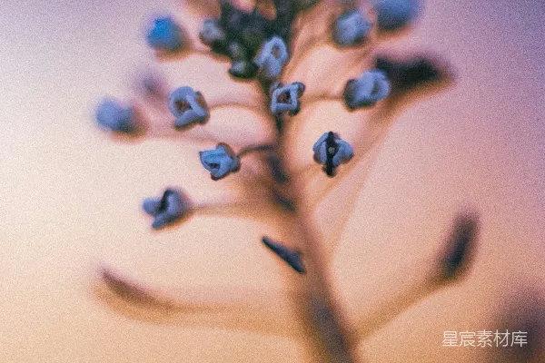 一朵花的特写镜头，背景模糊。