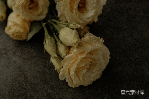 高清摄影 黑布上的白玫瑰花
