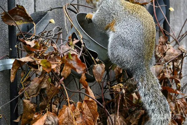 笼中的 squirrel
