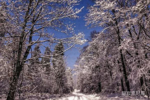 一条两旁种有树木的雪路