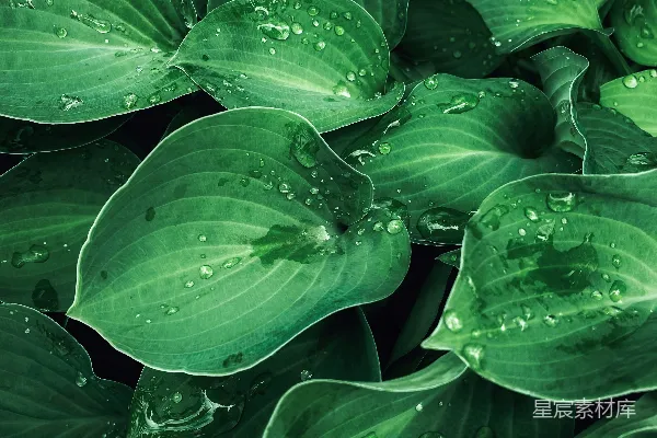 带有水珠的绿植
