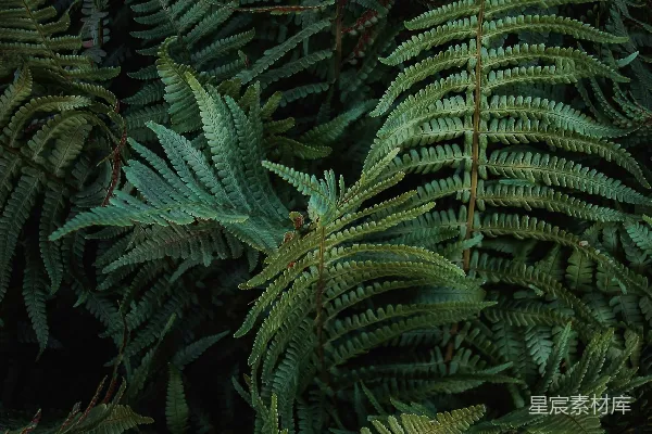 一束绿色植物的特写