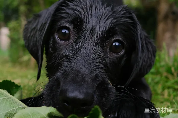 草丛中的黑 Puppy