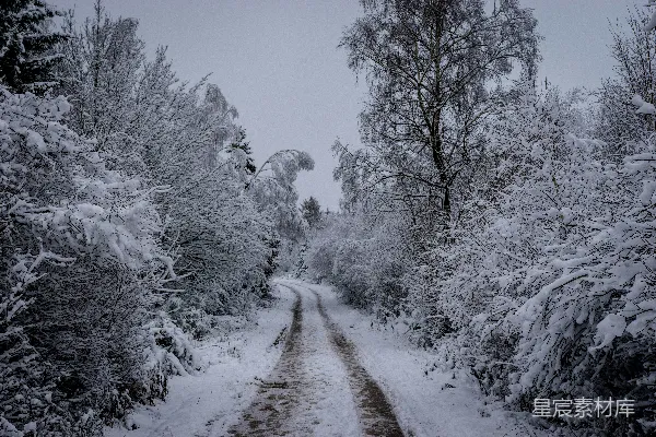 白天树木覆雪