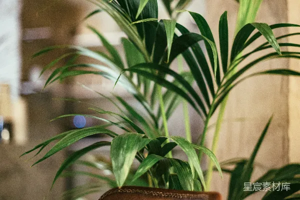高清摄影 线性绿叶植物的特写摄影