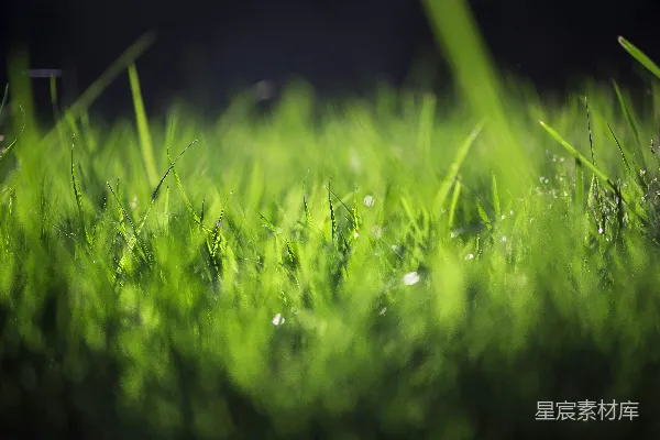 绿草上缀着水珠