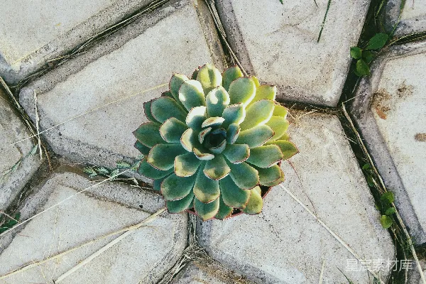 高清摄影 绿色多肉植物放在灰色混凝土地板上