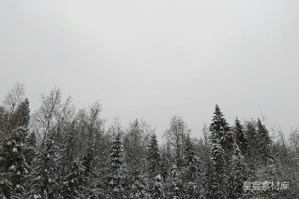 白天的白雪覆盖下的 Pine 树林