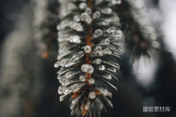 棕色树干上的白雪