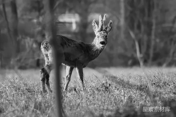 一只长有鹿角的 Deer 站在草地上的一片草地上。