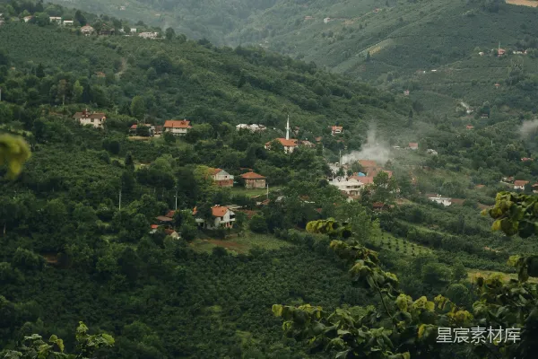 白天绿树与青山