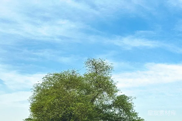 一树在蓝天下的草地之中