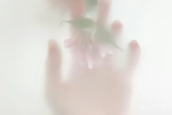 白色背景上的白色绿色花朵