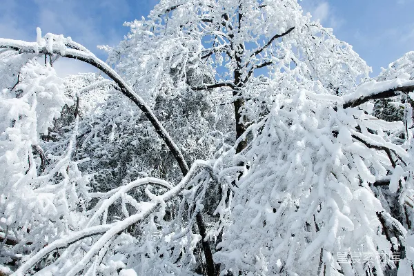 一棵非常高大的树覆盖着大量的白雪。