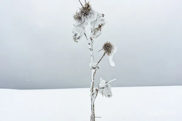 雪地里一朵白色的花朵