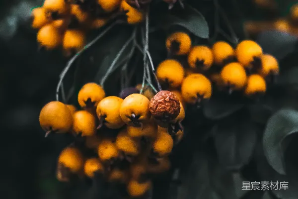 一树挂满了橘子