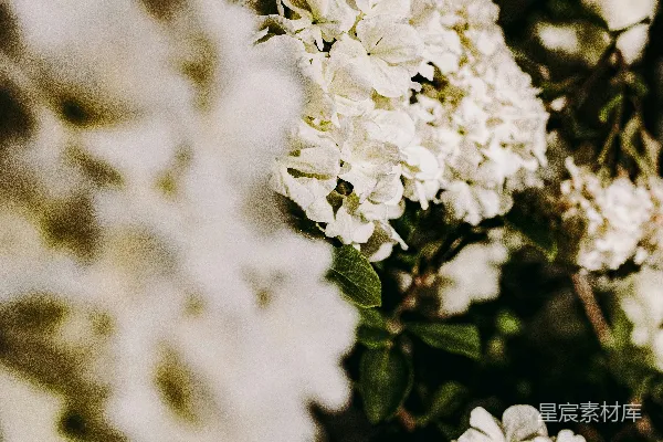 倾斜镜头下的白色花朵