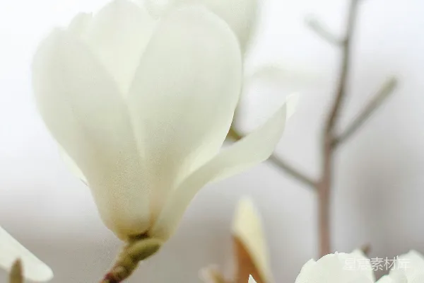 一束白色的花朵在树上