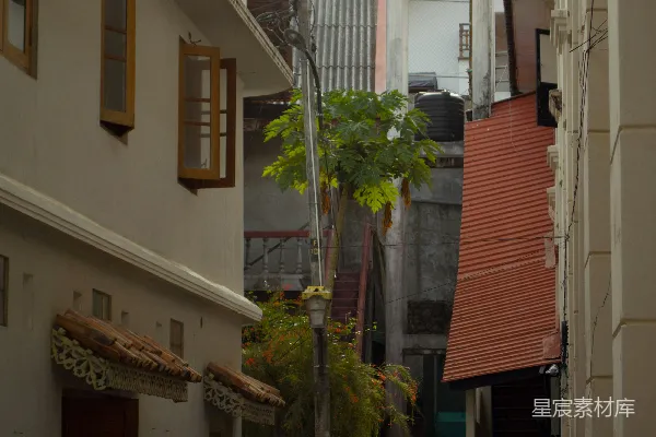 建筑物之间的狭窄小巷里有一只猫。