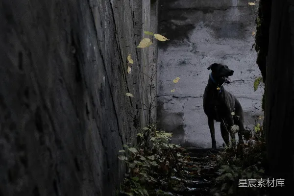 高清摄影 白天，黑色拉布拉多犬站在灰色混凝土墙上。