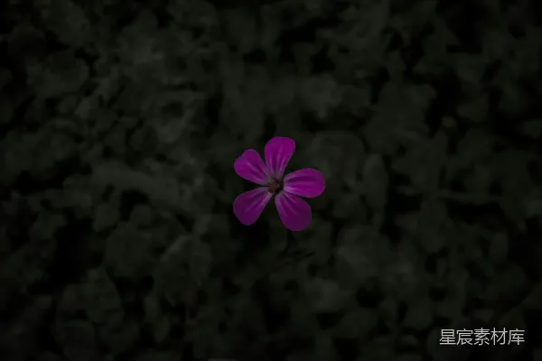 高清摄影 一朵紫色的花正位于一片田野的中央。