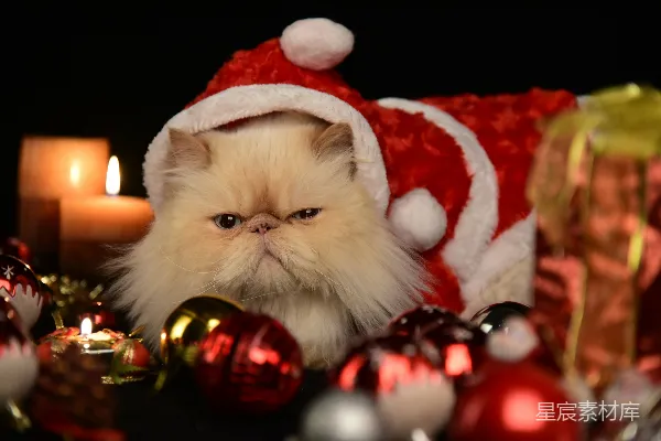 一只戴着圣诞帽的猫周围环绕着圣诞装饰品