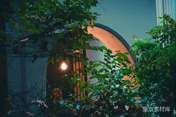 中某些树丛中有灯光亮着