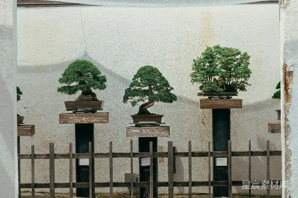 高清摄影 栅栏后面展示在支架上的三棵盆景树