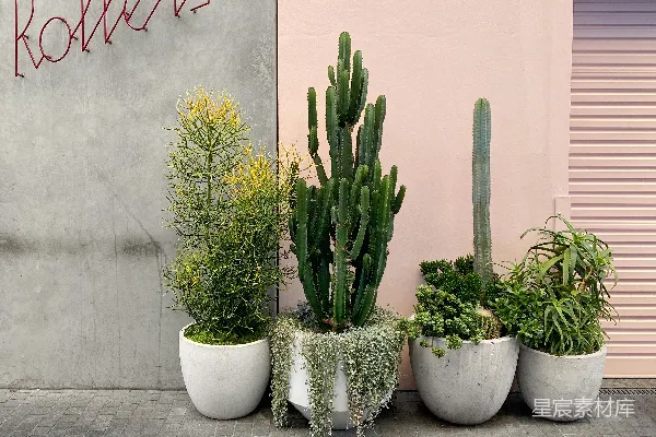 高清摄影 一排盆栽植物在建筑物前