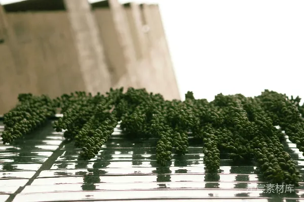高清摄影 一排绿色植物放在金属栅格上