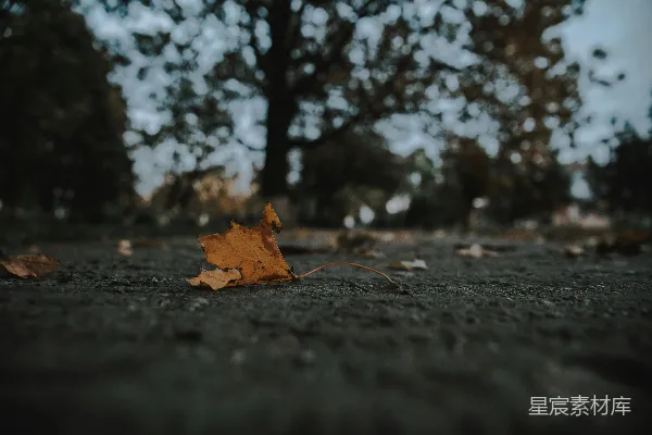 高清摄影 一片树叶躺在树前的地上。