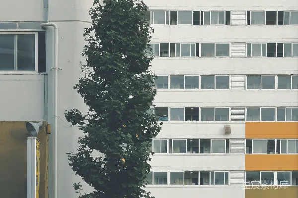 高清摄影 一座高大的白色建筑前有一棵树。