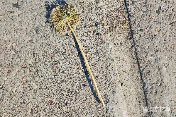 高清摄影 地面上街道中间有一朵花。