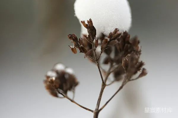 一棵覆盖着白雪的植物的特写镜头