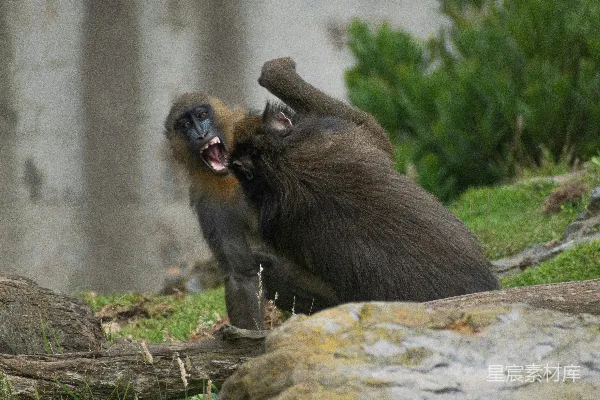 两只 Mandrill 在草丛中的围栏中相缠斗。