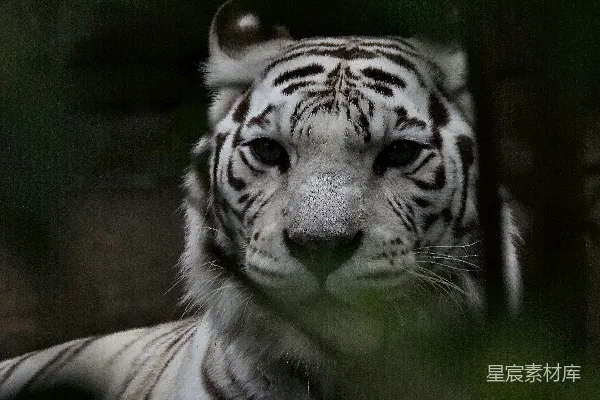 白虎和黑虎躺在棕色木制表面之上。