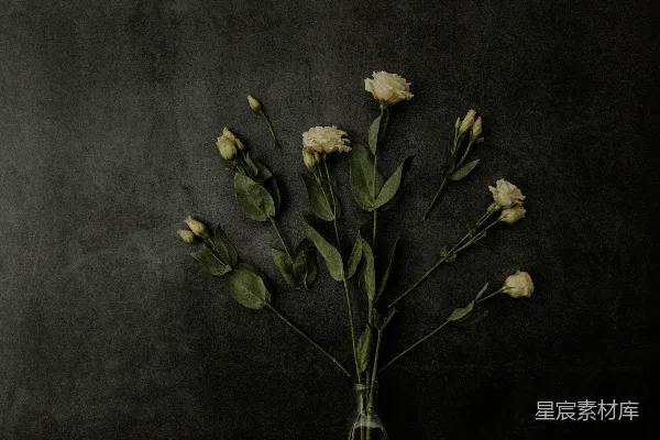 高清摄影 白花绿叶